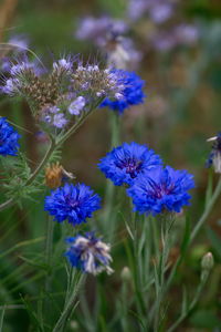 Close-up of purple flowering plant on field