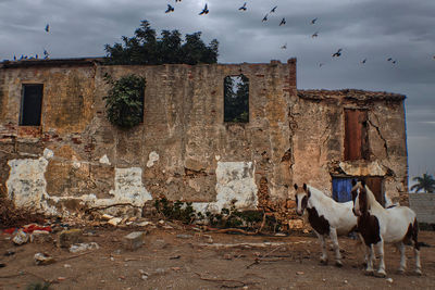 Horses in front of and abandoned farm house