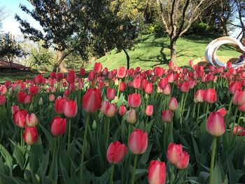 Close-up of red tulips in park