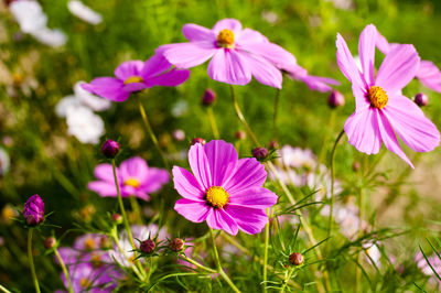 Close-up of purple flowering plant 