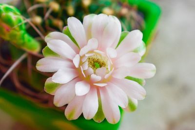 Close-up of white flowering plant