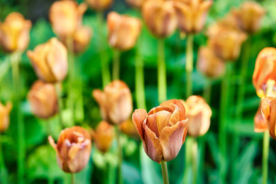 Close-up of flowering plant on field