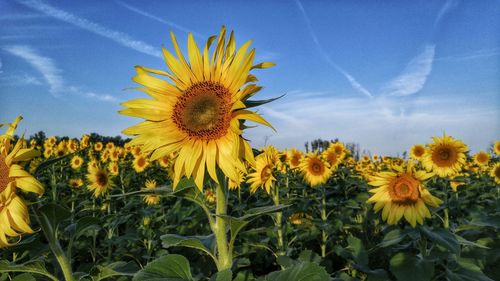 Sunflower field against sky