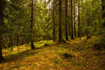 View of pine trees in forest