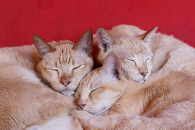 Trio of burmese cats hugging each other