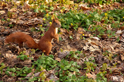 Side view of a reptile on a field