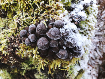 Close-up of mushrooms growing on land