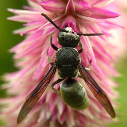 Close-up of insect on pink flower