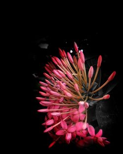Close-up of pink flower against black background