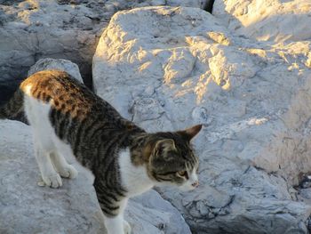 Cat lying on rock