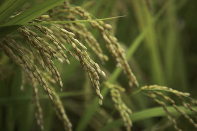 Close-up of crop growing on field
