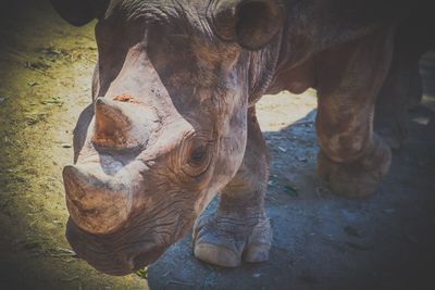 Close-up of a rhino