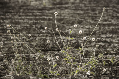 Close-up of bird on plant