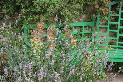 Plants growing in backyard