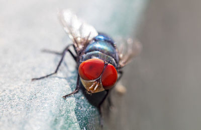 Macro photo of a green bottle fly