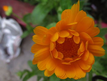 Close-up of yellow flowers blooming outdoors