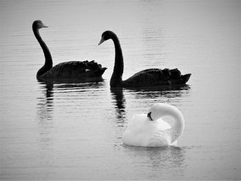 Swans swimming in lake