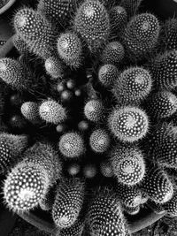 Full frame shot of cactus