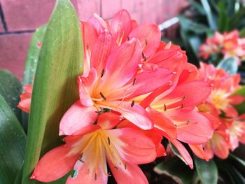 Close-up of fresh pink day lily blooming outdoors