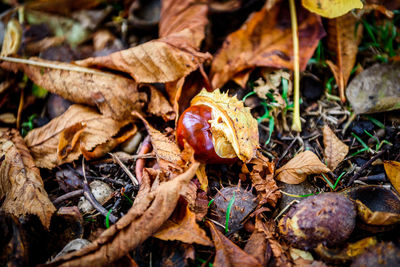 High angle view of mushroom on field