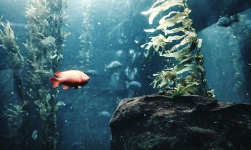 Close-up of fish in sea