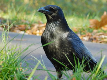 Close-up of a bird looking away