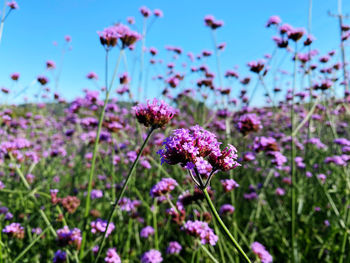 Close-up of flowering plants on field