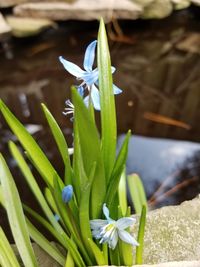 Close-up of white crocus flowers