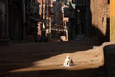 Cat living in street of aswan, egypt