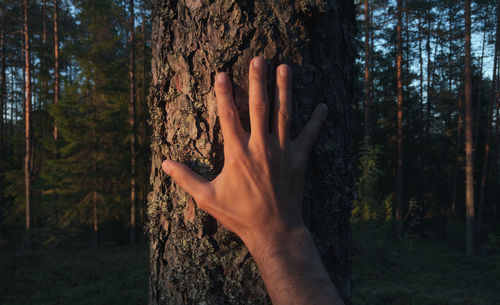 Touching the trunk of a tree in the evening forest. taking care of nature topics.
