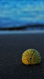 Close-up of yellow leaf on beach