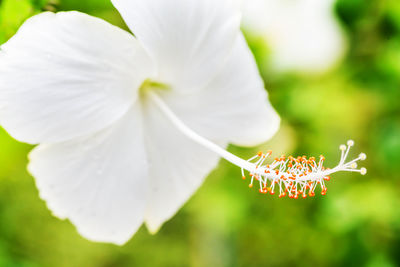 Close-up of white flowering plant