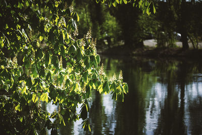 Scenic view of lake in forest