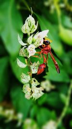 Close-up of insect on flower