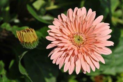 Close-up of honey bee pollinating flower