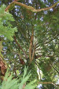 Low angle view of trees in forest