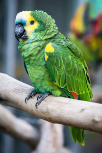 Close-up of parrot perching on branch