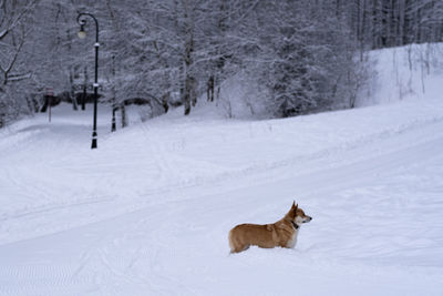 Cat on snow covered field