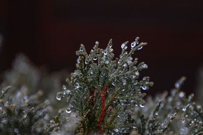 Close-up of frozen plant