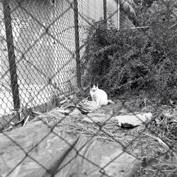 View of chainlink fence