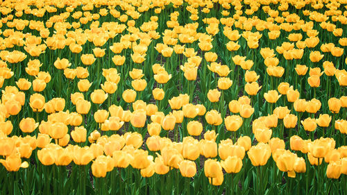 Full frame shot of yellow tulips on field