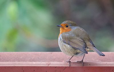 Close-up of bird perching on railing