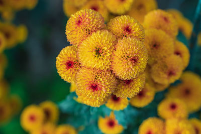 Close-up of yellow flowering plant