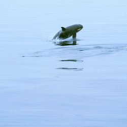 Duck swimming in water