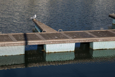 High angle view of horse in sea