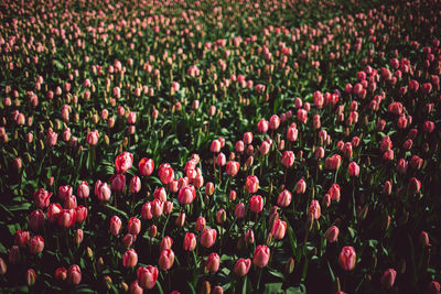 Close-up of red tulips in field