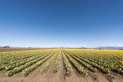 Scenic view of agricultural field against clear blue sky