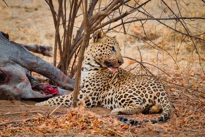 Leopard relaxing in a field