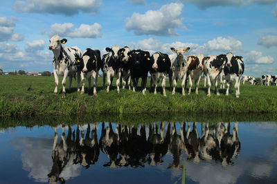 Panoramic view of cows grazing