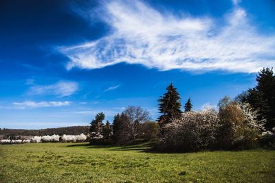 Trees on field against sky